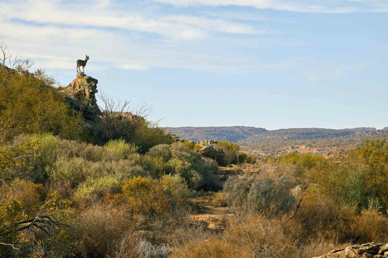 A landscape in Western Cape, South Africa