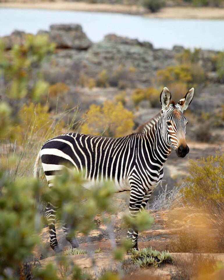 Zebra in the wild, Western Cape, South Africa