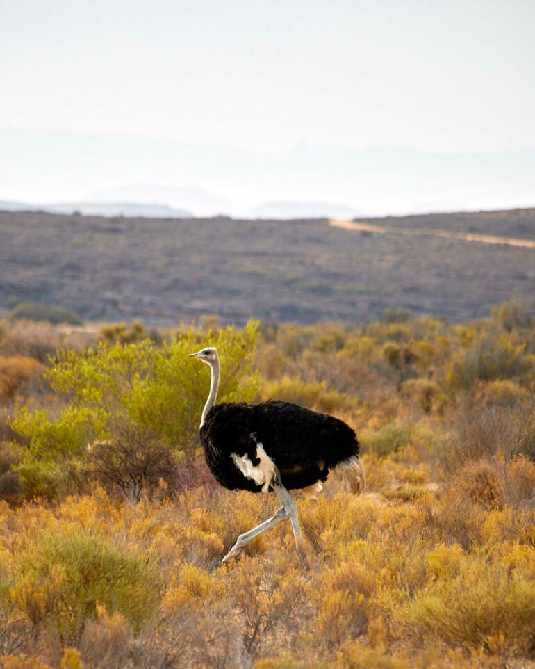 Ostrich running near Bushmans Kloof, Western Cape, South Africa