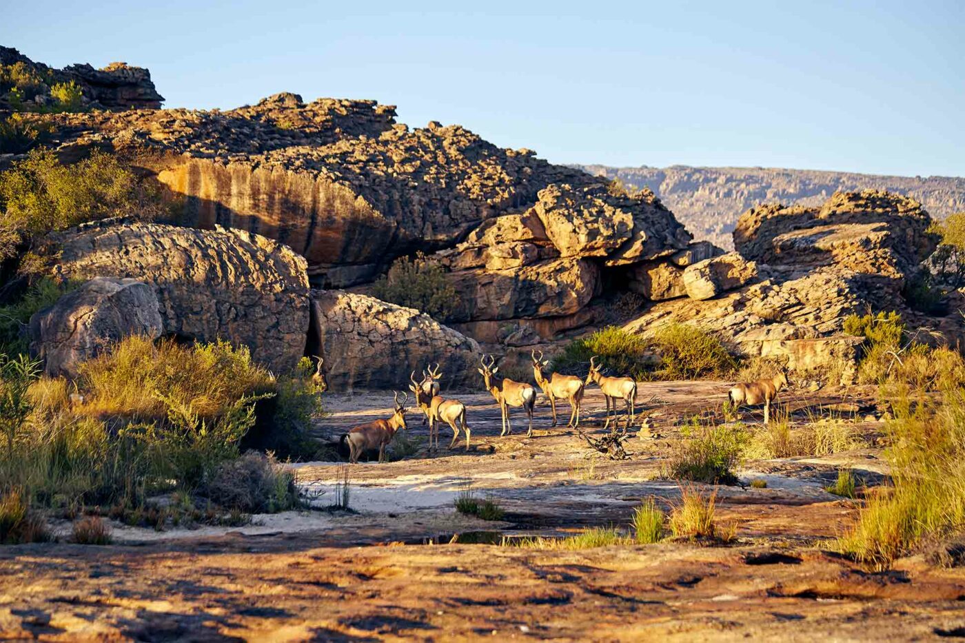 Deer in the wild near Bushmans Kloof, Western Cape, South Africa