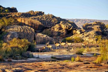 Deer in the wild, Western Cape, South Africa