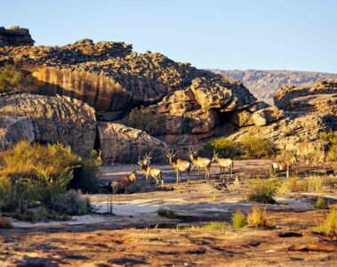 Deer in the wild, Western Cape, South Africa