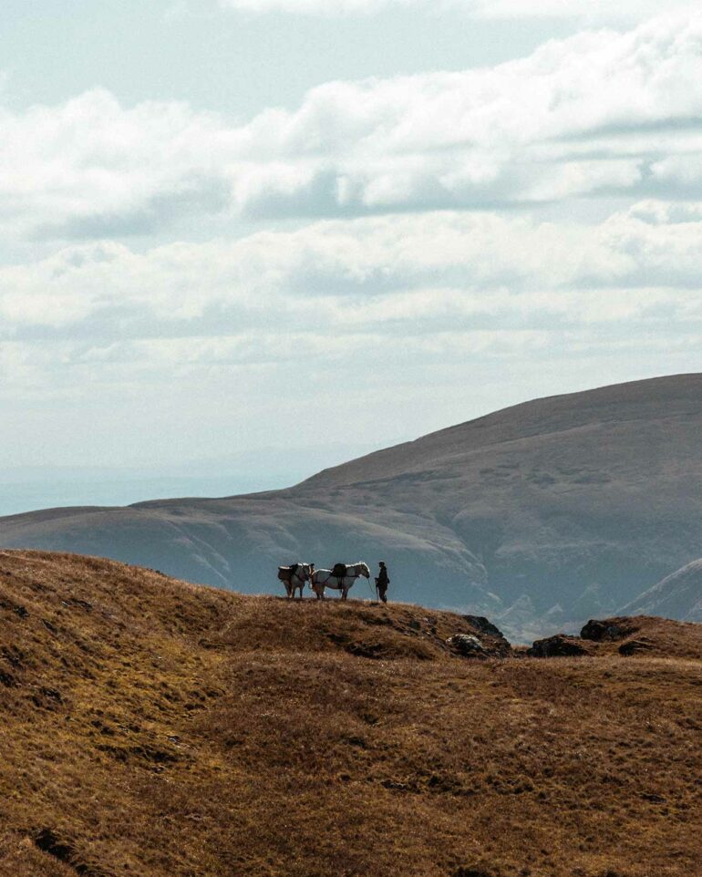Horses in the Scottish Highlands