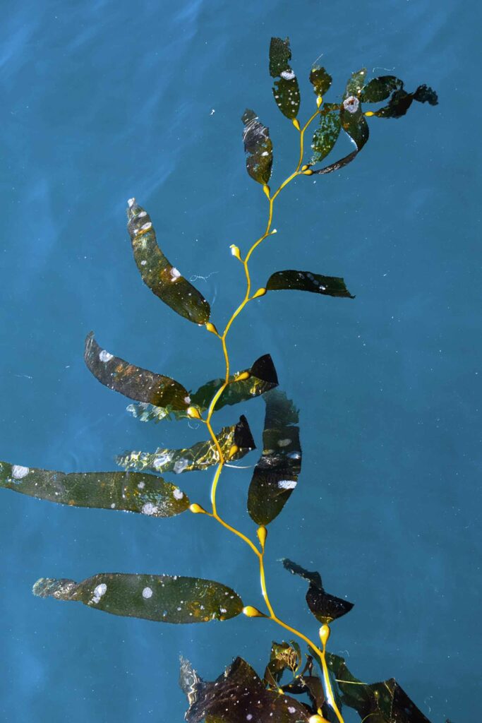 Seaweed is a main ingredient used in VOYA skincare