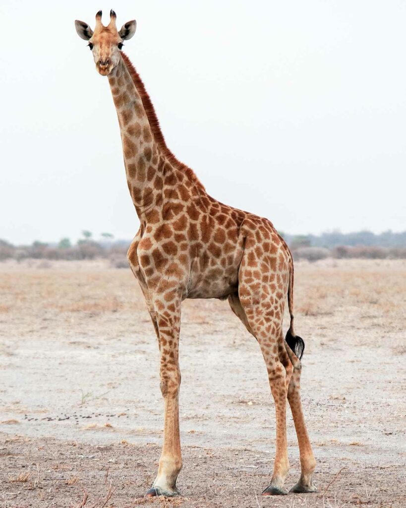 Giraffe in Botswana