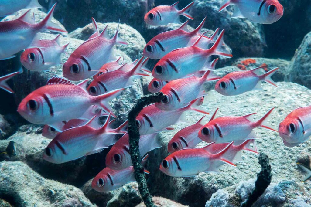 Windjammer Landing St Lucia Scuba Diving