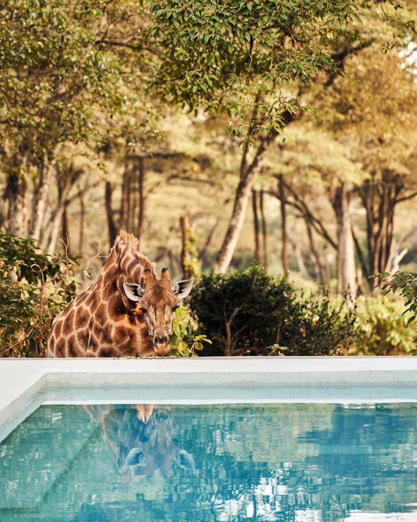 Giraffe by the pool at Giraffe Manor, The Safari Collection