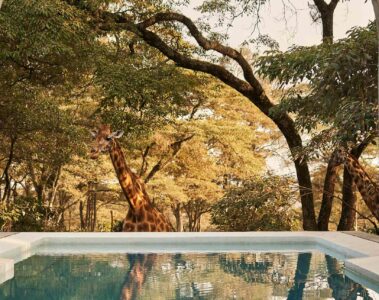The Retreat at Giraffe Manor, The Safari Collection