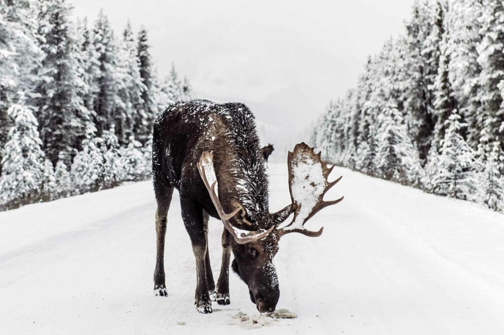 A moose on the road in Denali, Alaska, USA