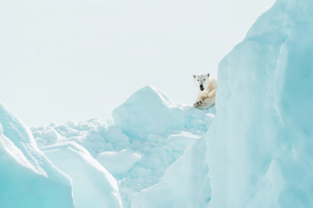A polar bear in the Arctic