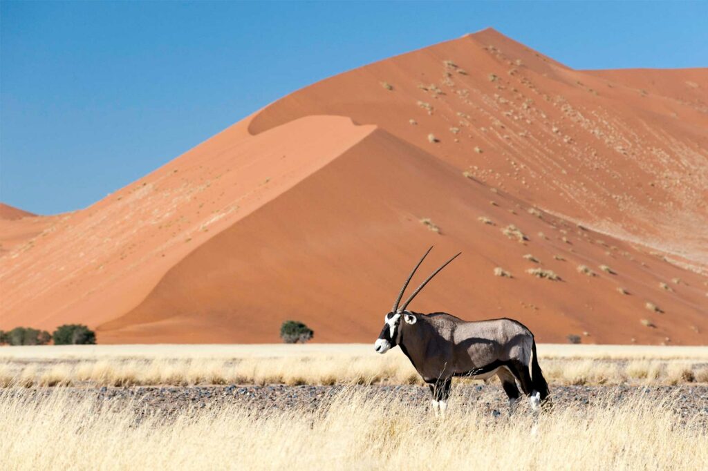 Wildlife spotting near Little Kulala Camp, Wilderness Safaris, Namibia