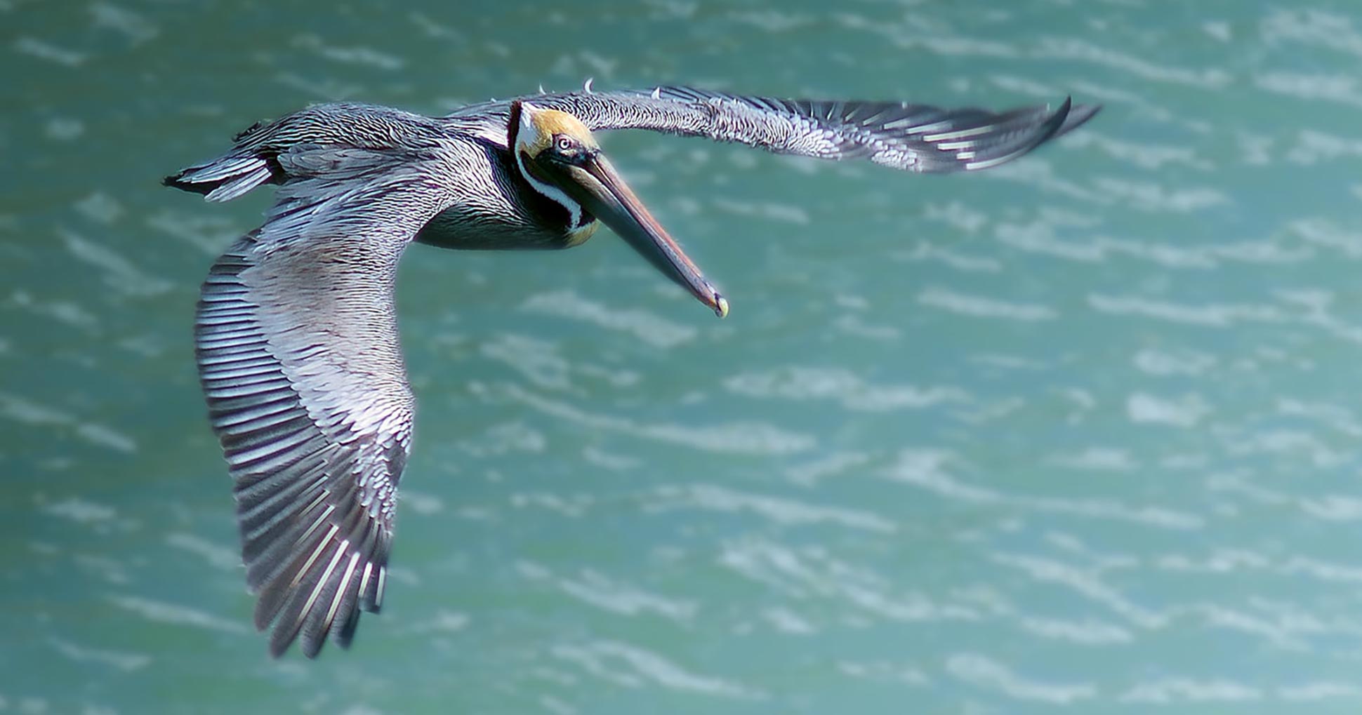 A pelican glides over the water in The Florida Keys & Key West, Florida, USA