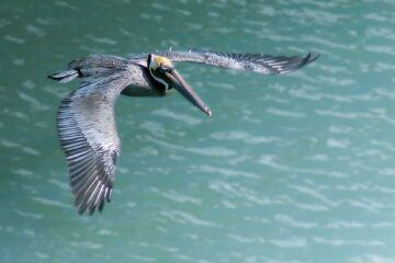 A pelican glides over the water in The Florida Keys & Key West, Florida, USA