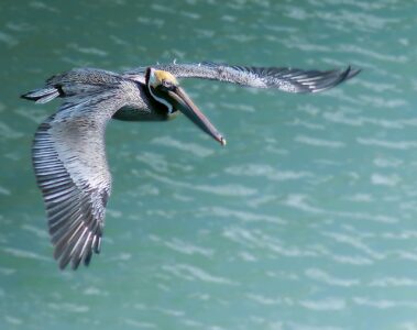 A pelican glides over the water in The Florida Keys & Key West, Florida, USA