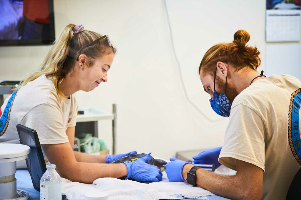 Veterinarians perform surgery on a turtle at The Turtle Hospital, Marathon, the Florida Keys, Florida, USA