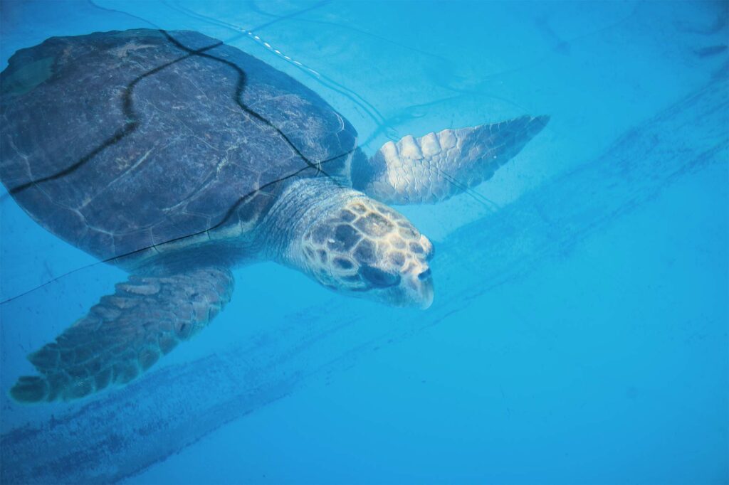 A turtle at The Turtle Hospital, Marathon, the Florida Keys, Florida, USA