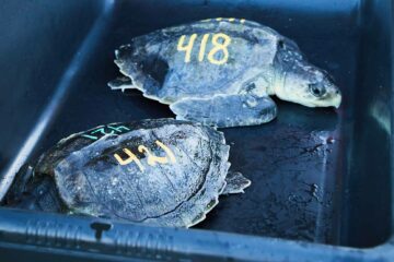 Turtles at The Turtle Hospital, Marathon, the Florida Keys, Florida, USA