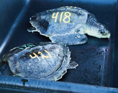 Turtles at The Turtle Hospital, Marathon, the Florida Keys, Florida, USA