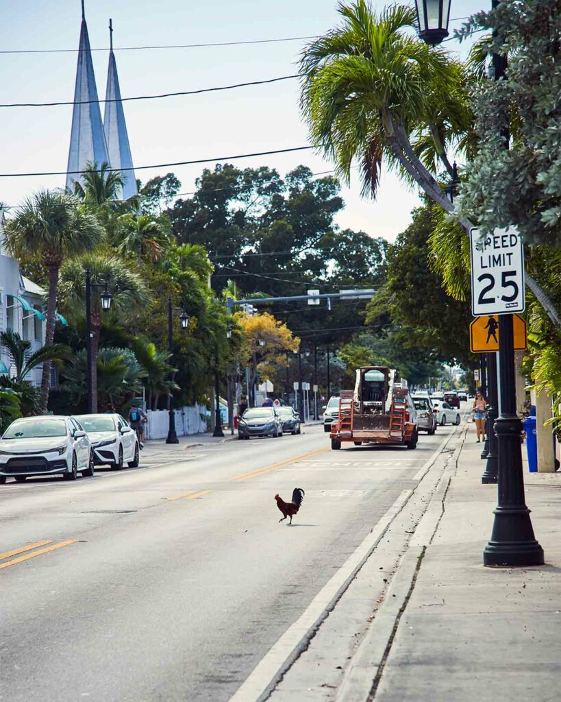 Chicken crossing a road in the Florida Keys, Florida, USA