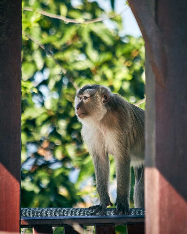 A wild monkey in Phuket, Thailand