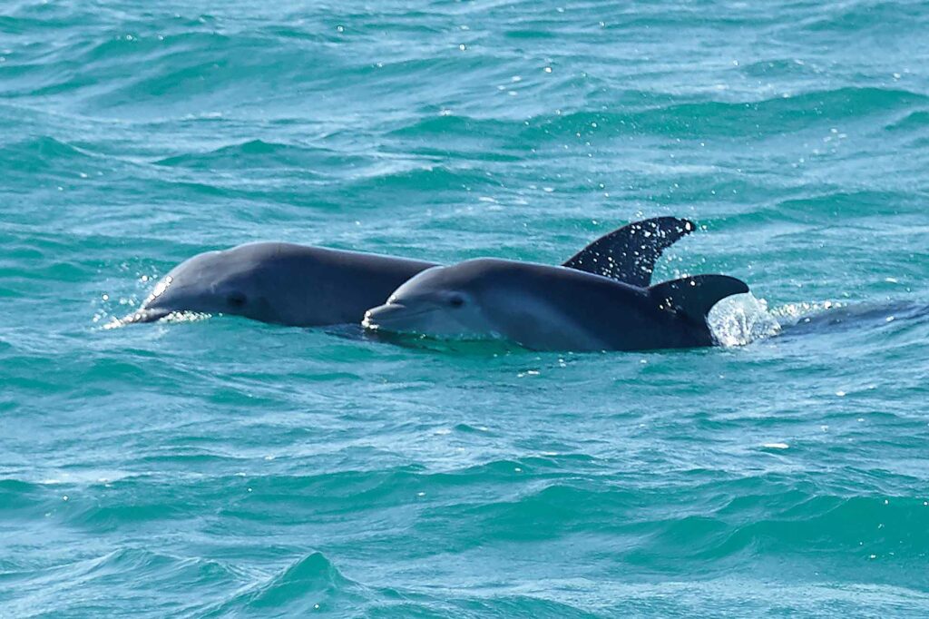 Dolphins near Key West, Florida, USA