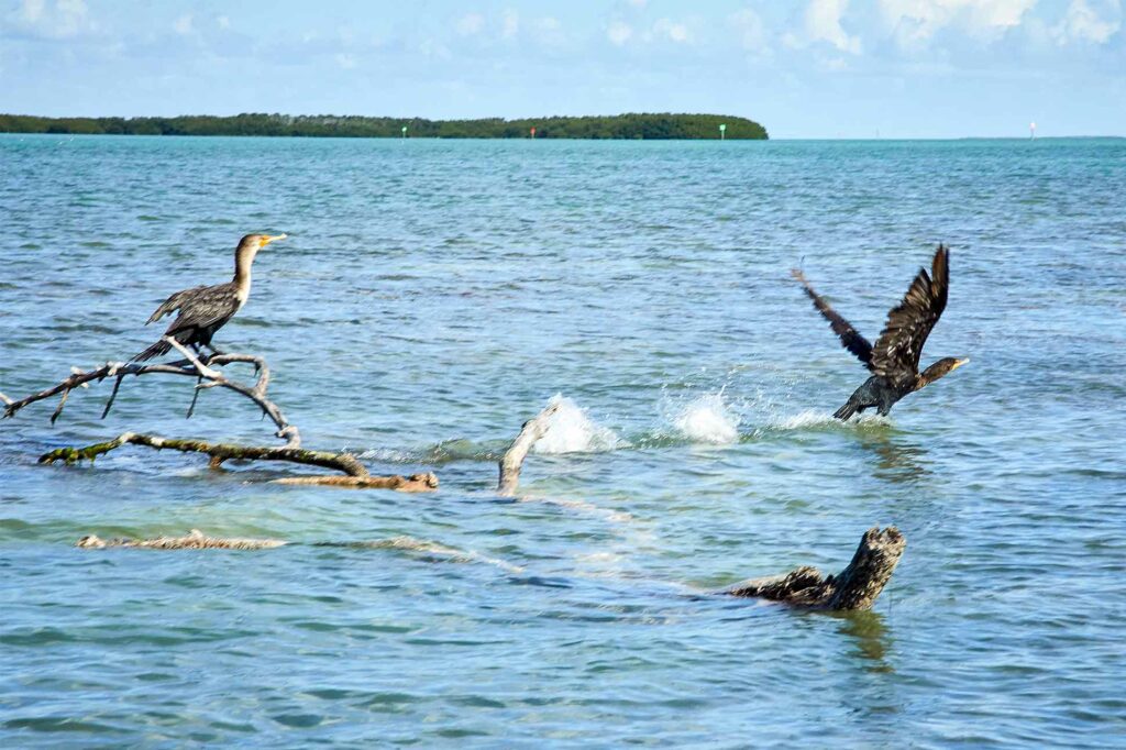 Birds in The Florida Keys and Key West, Florida, USA