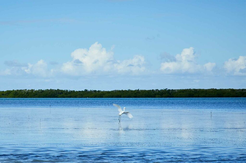 A bird on the waters off Key West, Florida, USA