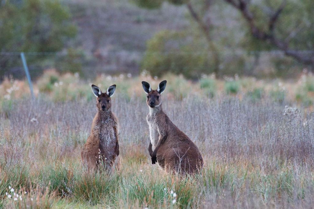 Western Grey Kangaroos in the Flinders Ranges