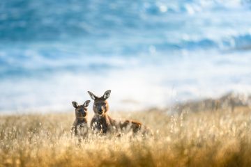 Kangaroo and joey on Kangaroo Island