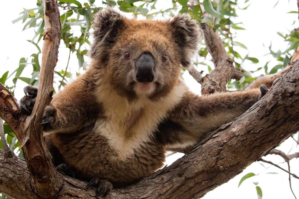 Koala spotting at Mikkira Station on the Eyre Peninsula