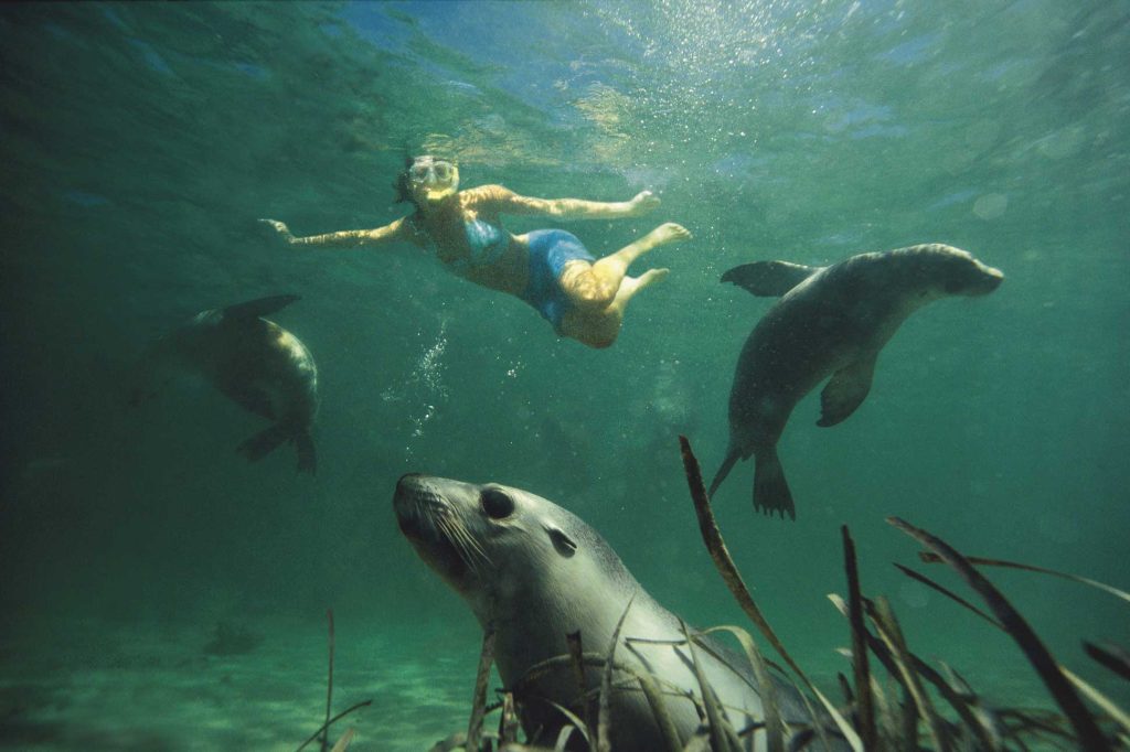 Swim with sealions at Baird Bay on the Eyre Peninsula