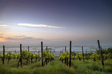 A vineyard in the Barossa Valley, Australia