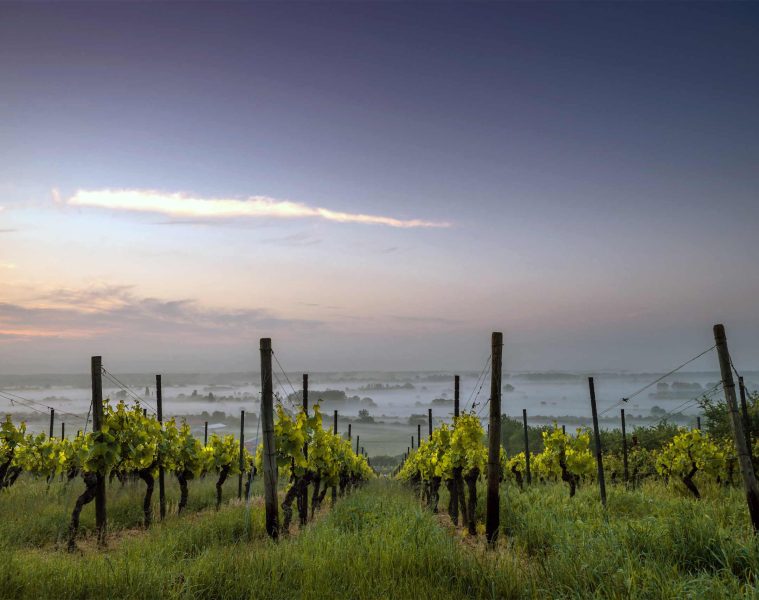 A vineyard in the Barossa Valley, Australia