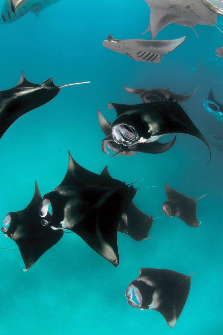 Manta rays, Baa Atoll, Maldives