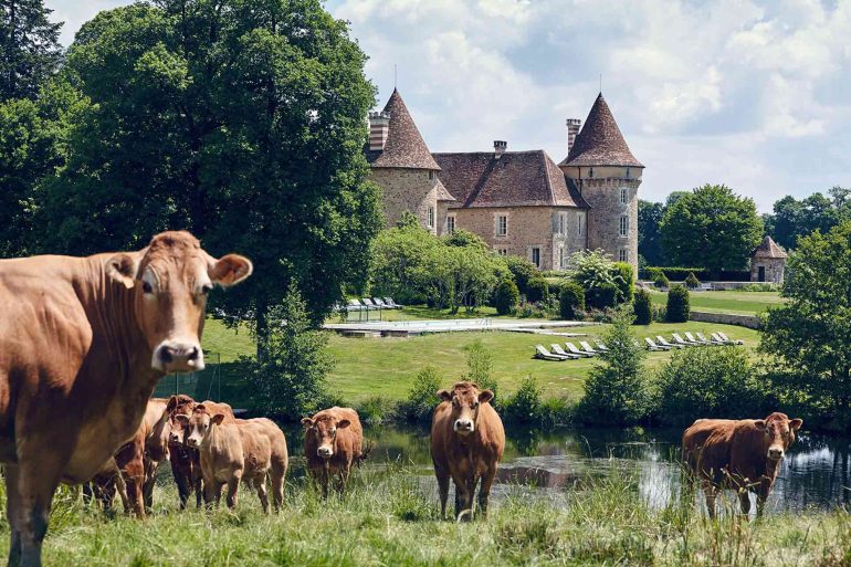 Cows grazing outside Domaine des Etangs, Massignac, France