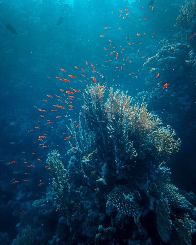 Fish swim in the Red Sea off the coast of Eilat, Israel
