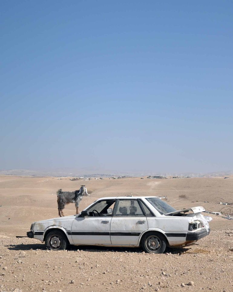 A goat stands atop an abandoned car in the Judean Desert, Israel