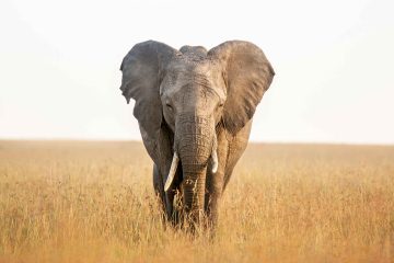 African elephant
