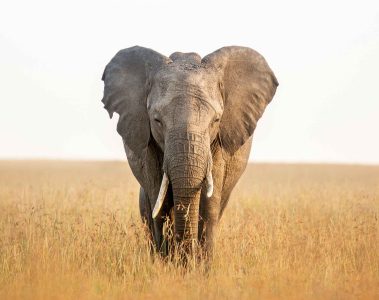 African elephant