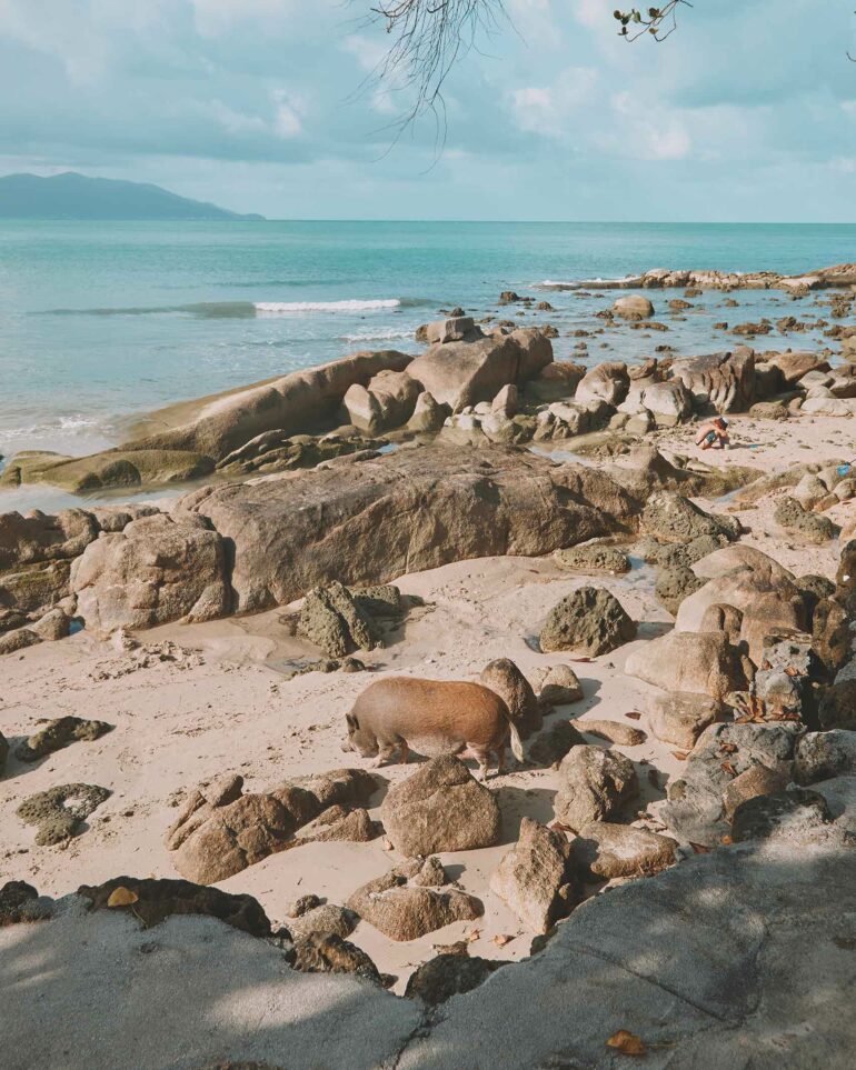 A pig on Thongson Beach.