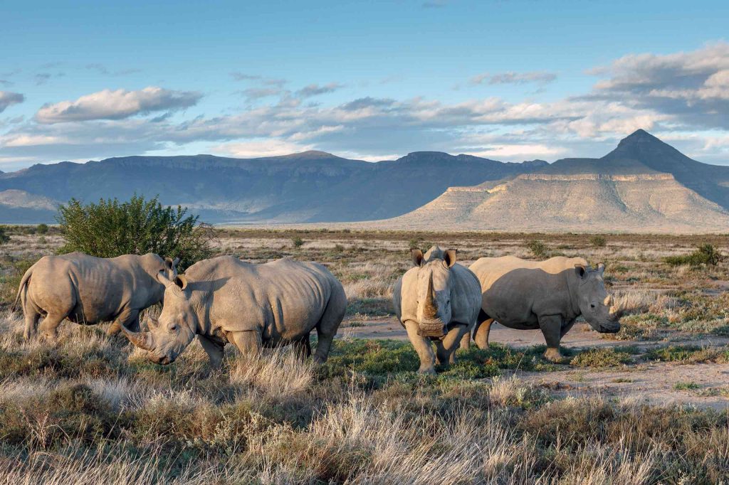 Rhinos in South Africa