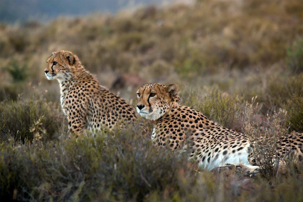 Cheetahs in the grass at Samara Karoo Reserve, South Africa
