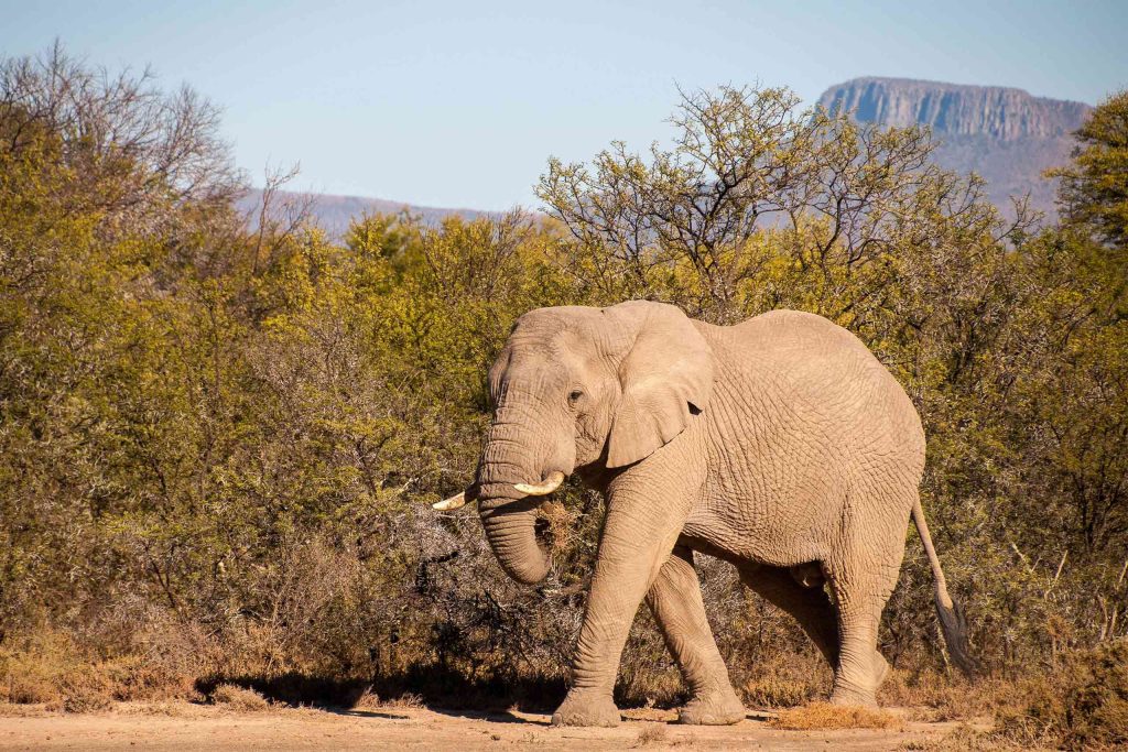 An elephant in South Africa