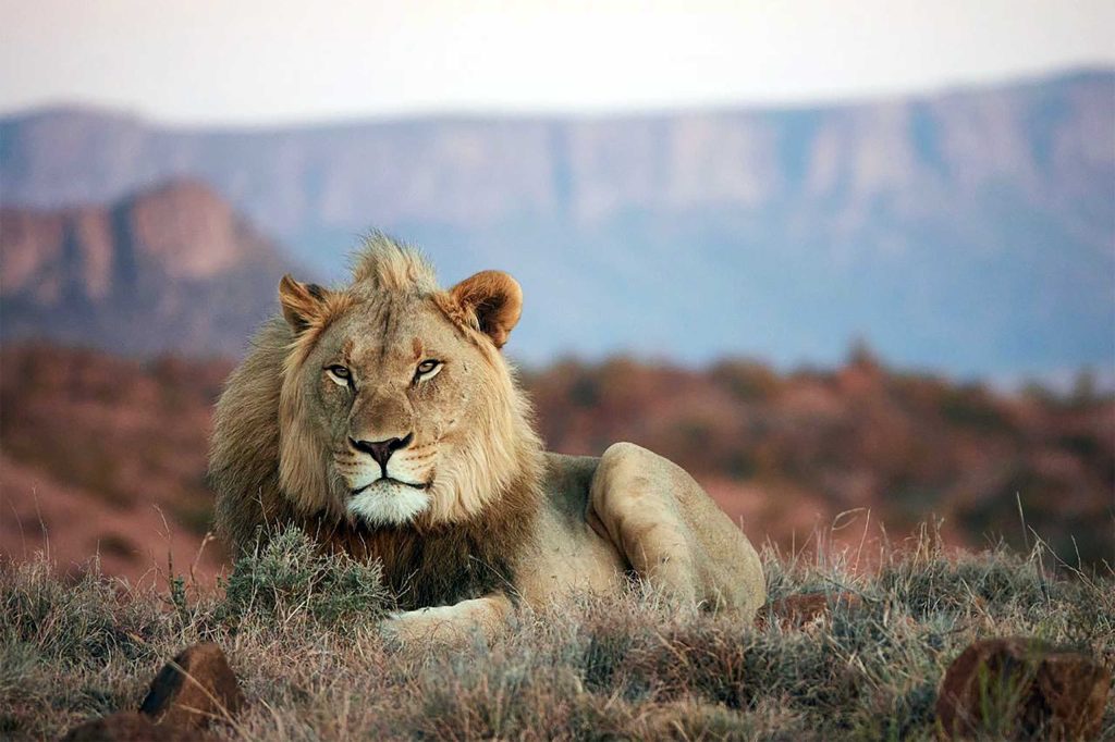 A lion in Samara Karoo Reserve, South Africa