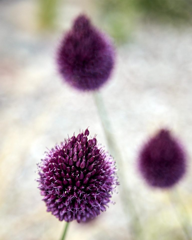 Flowers at Hof Flieht, Uckermark, Germany