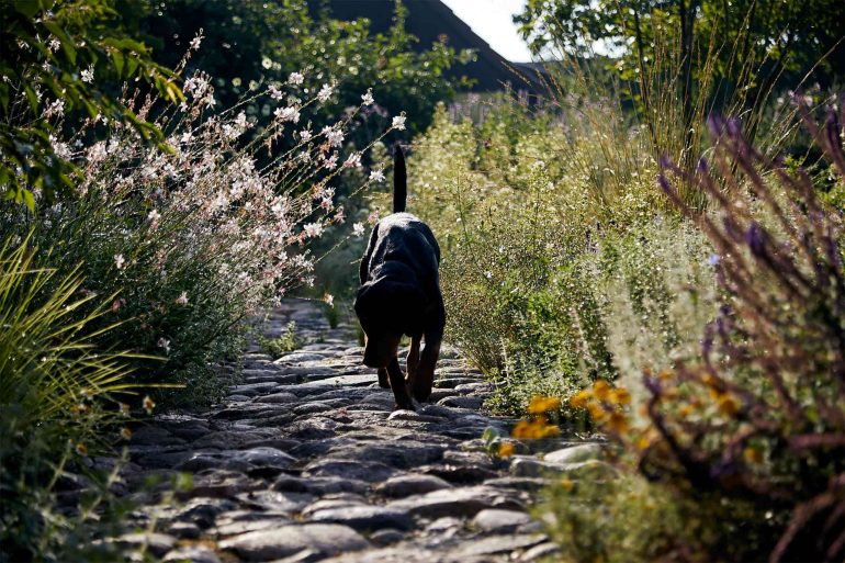 A dog at Hof Flieht, Uckermark, Germany