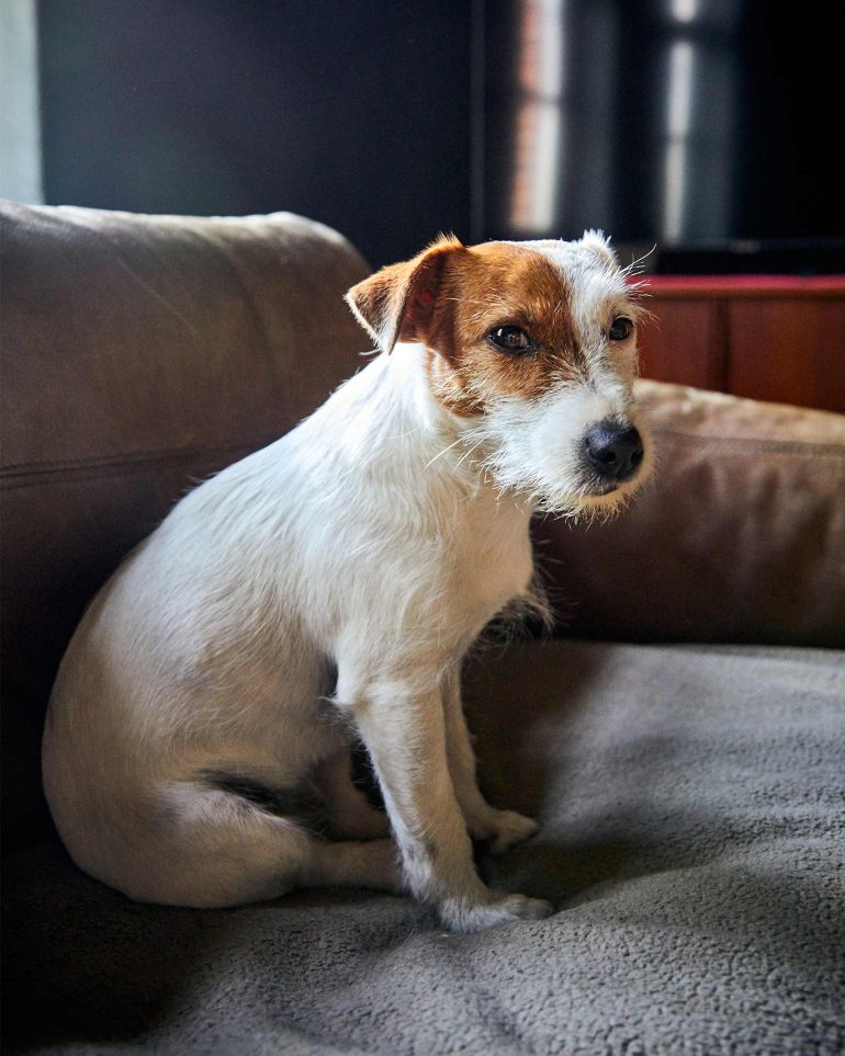 A dog sits on a sofa at Hof Flieht, Uckermark, Germany