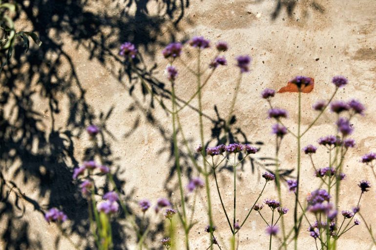 Flowers in the wind at Hof Flieht, Uckermark, Germany