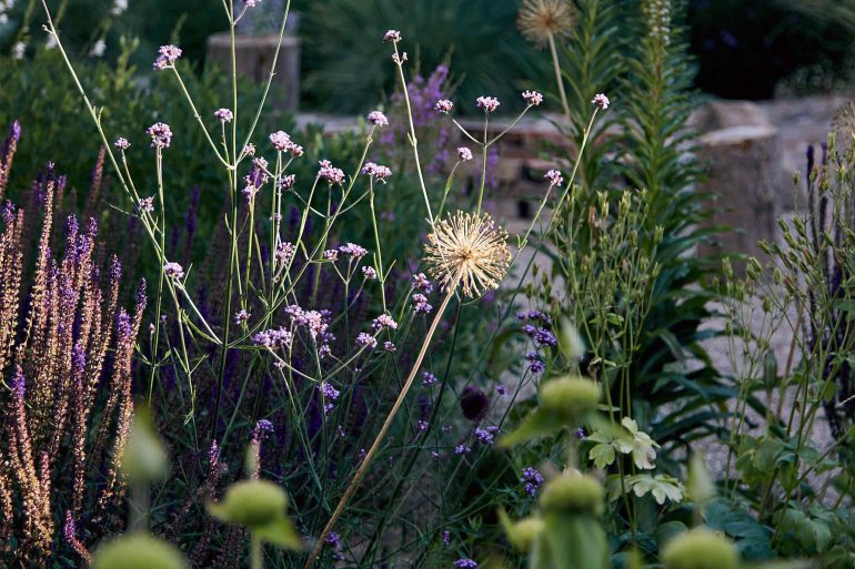 Flowers in the garden at Hof Flieht, Uckermark, Germany