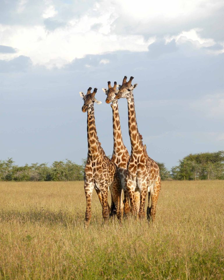 Three giraffes stand next to one another in the Grumeti Game Reserve, Tanzania